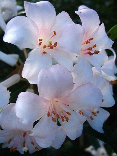 Sunrise Joy Pastel Array